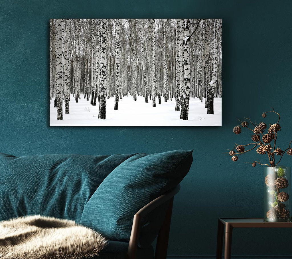 Picture of Silver Birch Trees In The Snow Canvas Print Wall Art