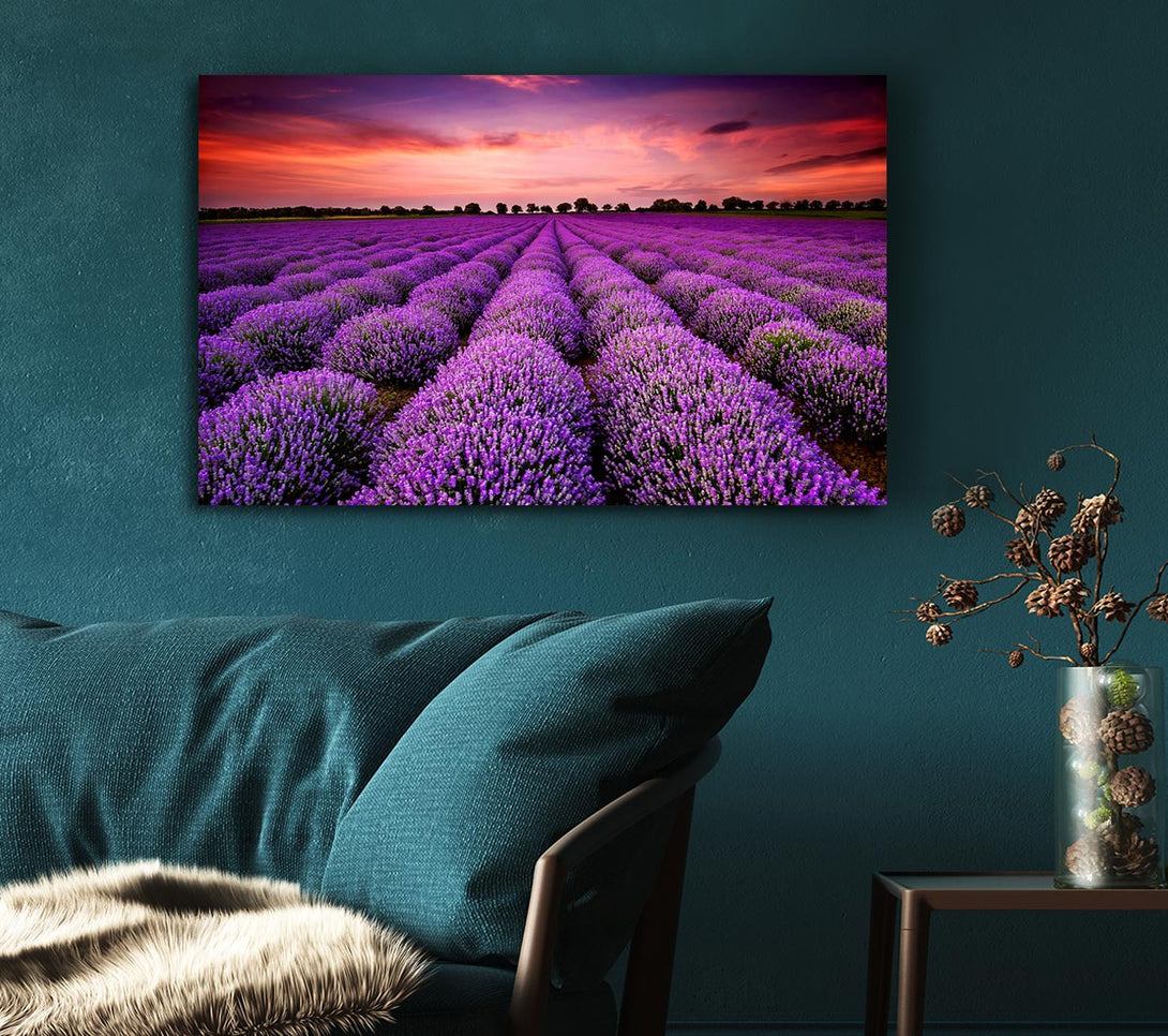 Picture of Lavender Fields Canvas Print Wall Art