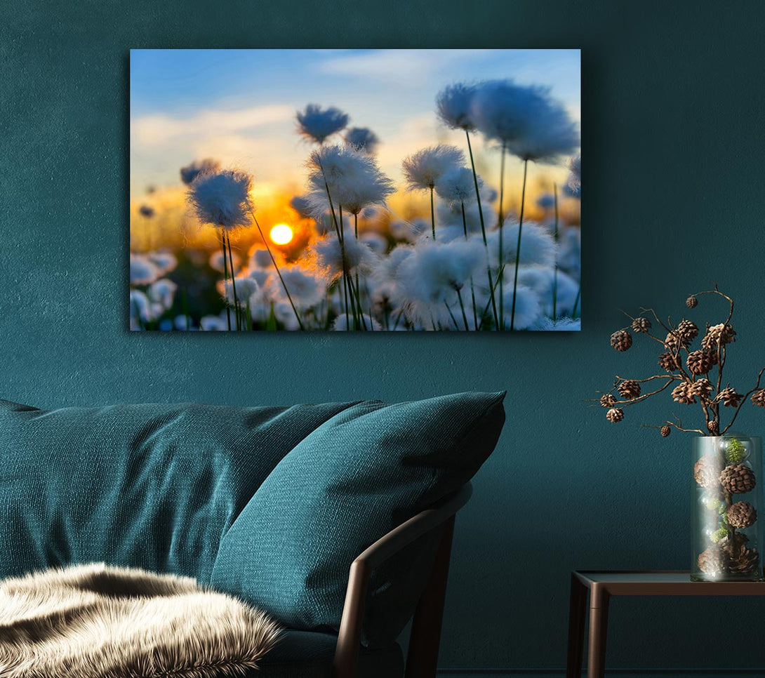Picture of Cottonbuds In The Sunset Canvas Print Wall Art