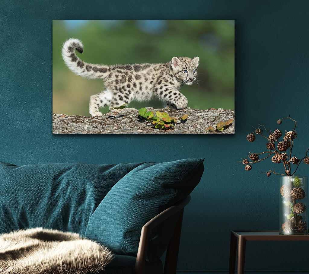 Picture of Leopard Cub walking a branch Canvas Print Wall Art