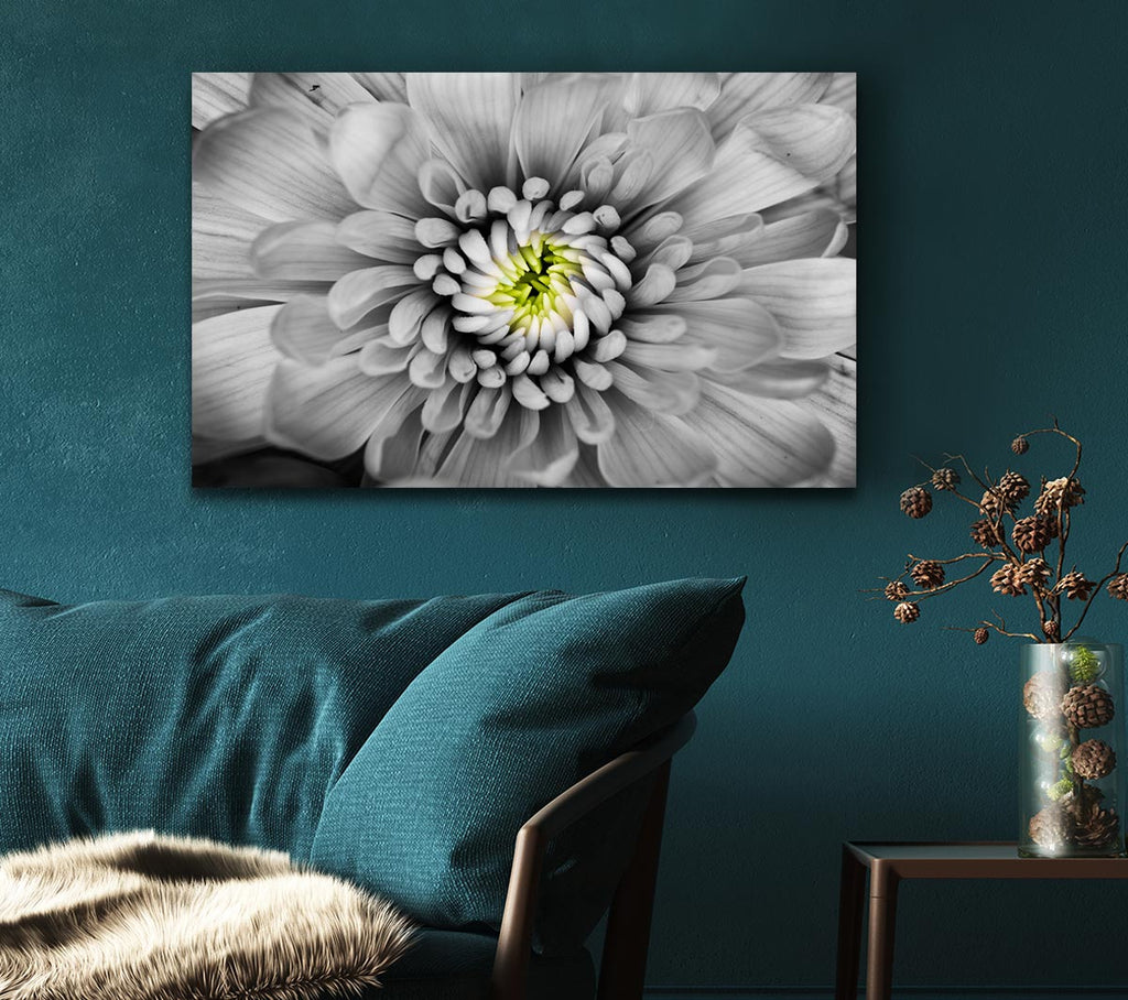 Picture of Close up flower in black and white Canvas Print Wall Art
