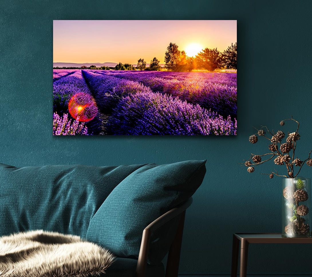 Picture of Sunflare over the lavender Canvas Print Wall Art