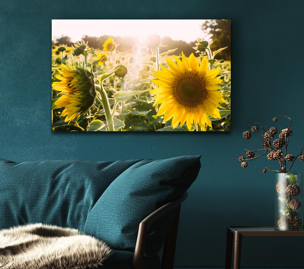 Picture of Sunflowers standing tall Canvas Print Wall Art