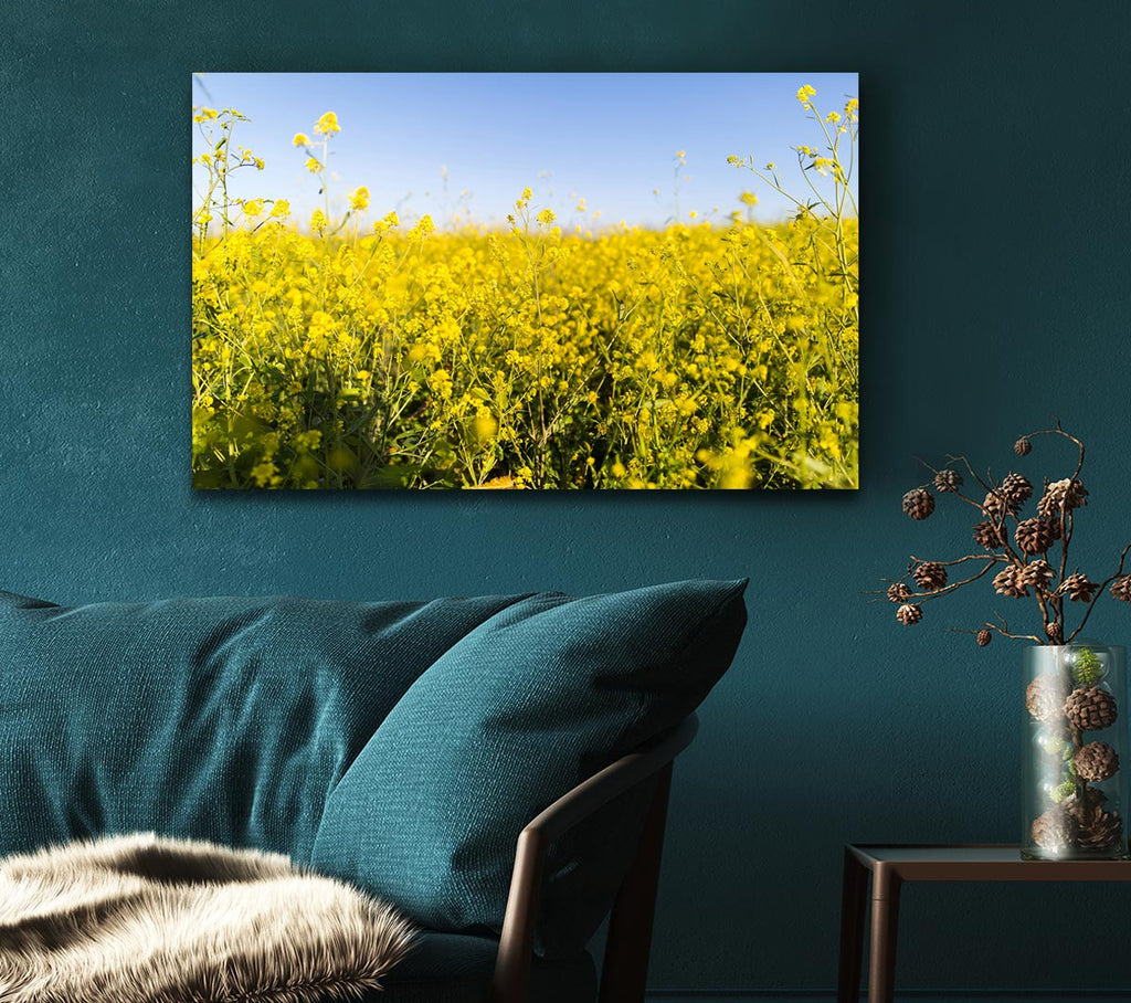Picture of Summer harvest fields Canvas Print Wall Art