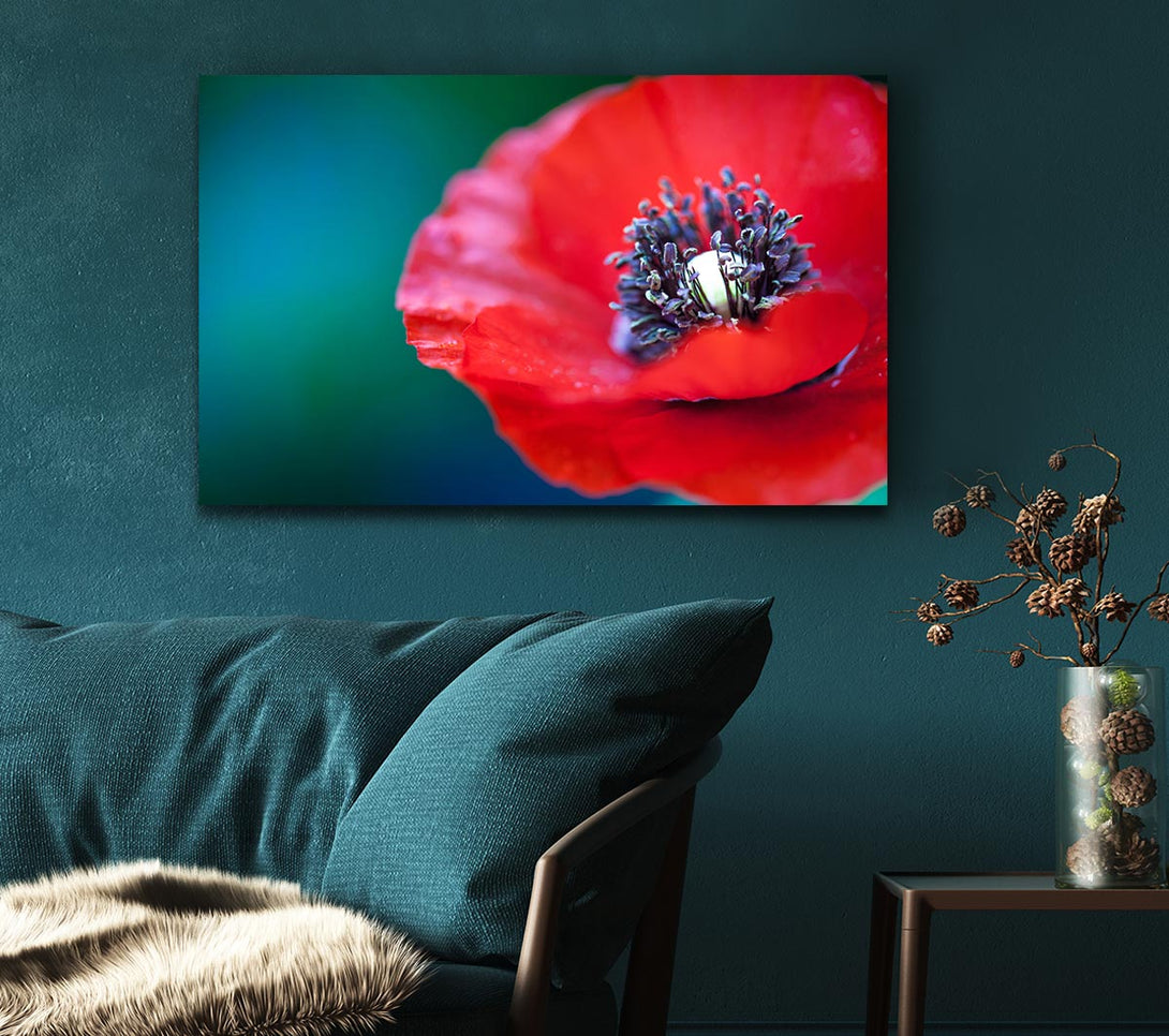 Picture of close look inside a poppy Canvas Print Wall Art