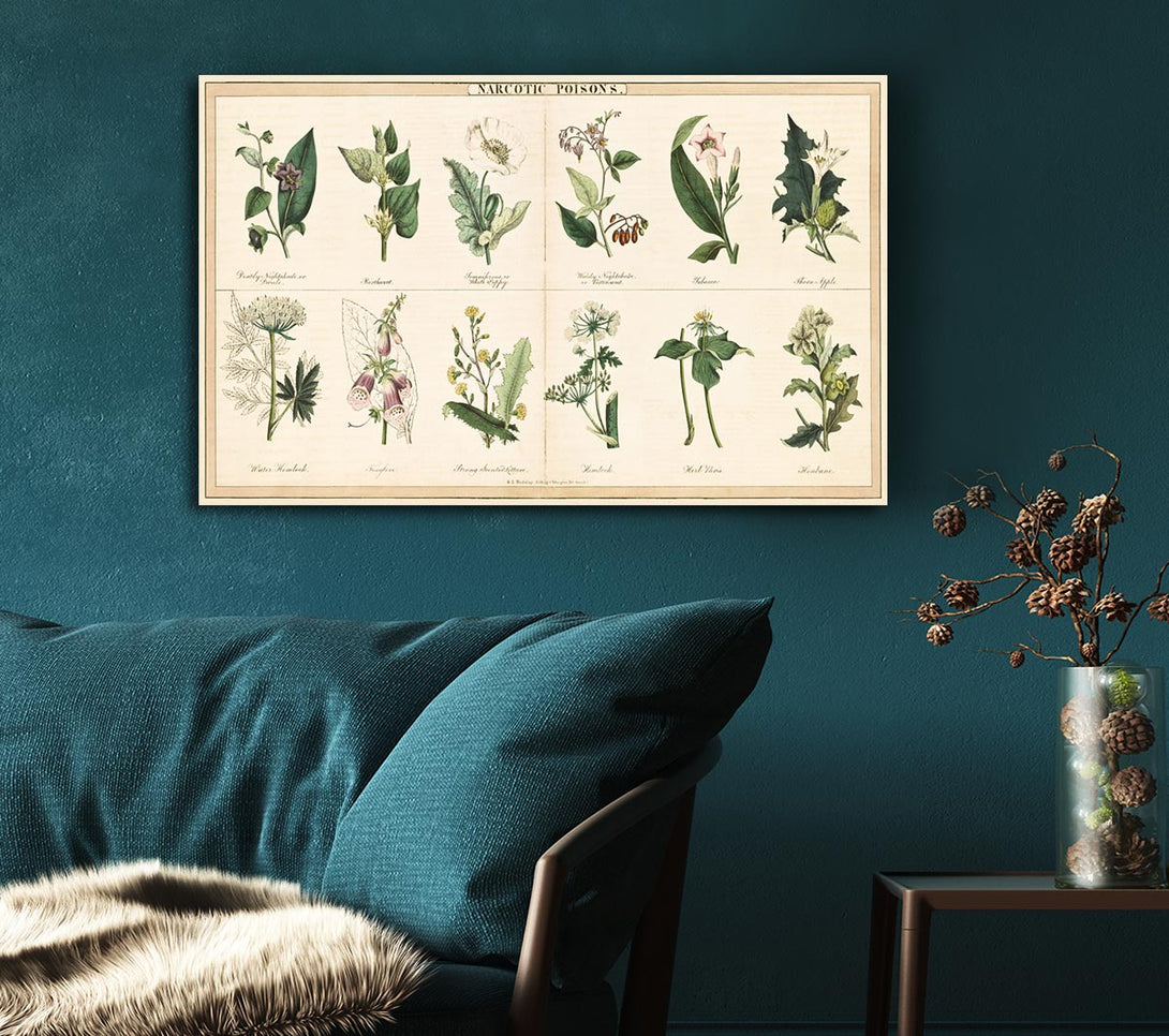 Picture of Flower Illustrations Canvas Print Wall Art