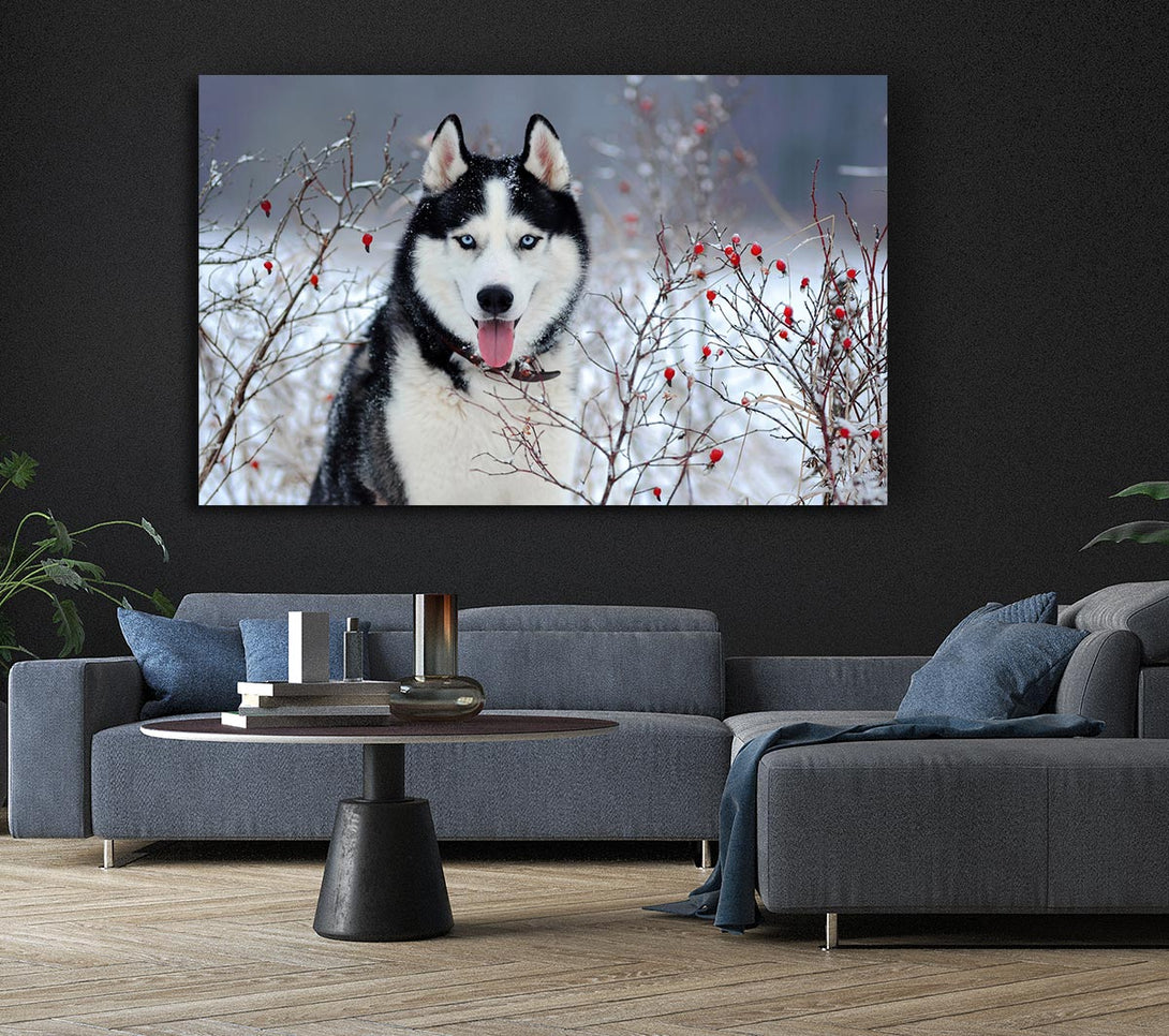  A Canvas Print of Husky Dog In The Winter Canvas Print