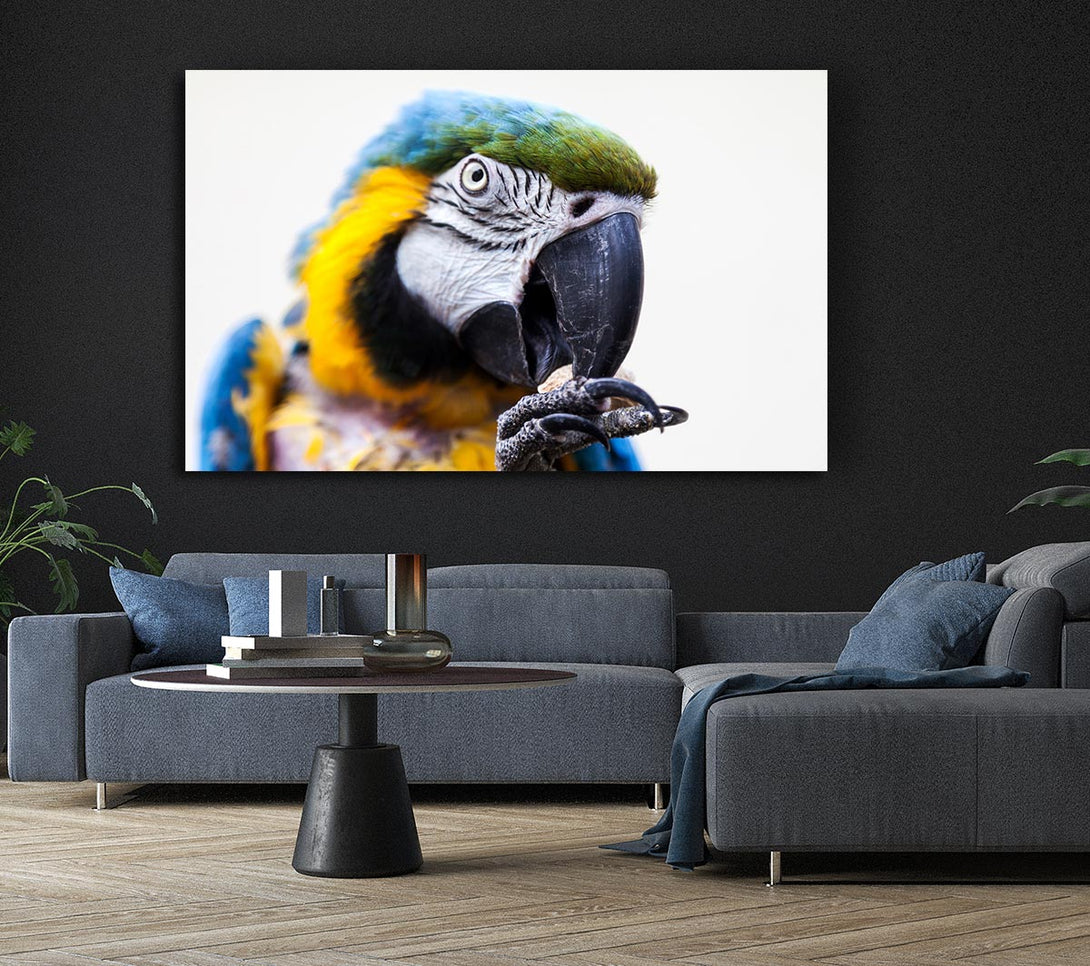  A Canvas Print of Parrot Care Canvas Art