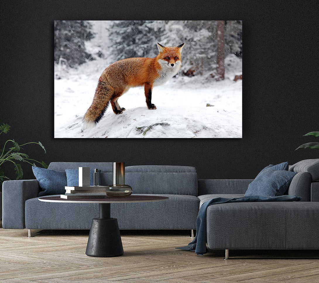 Picture of Snow Fox Canvas Print Wall Art