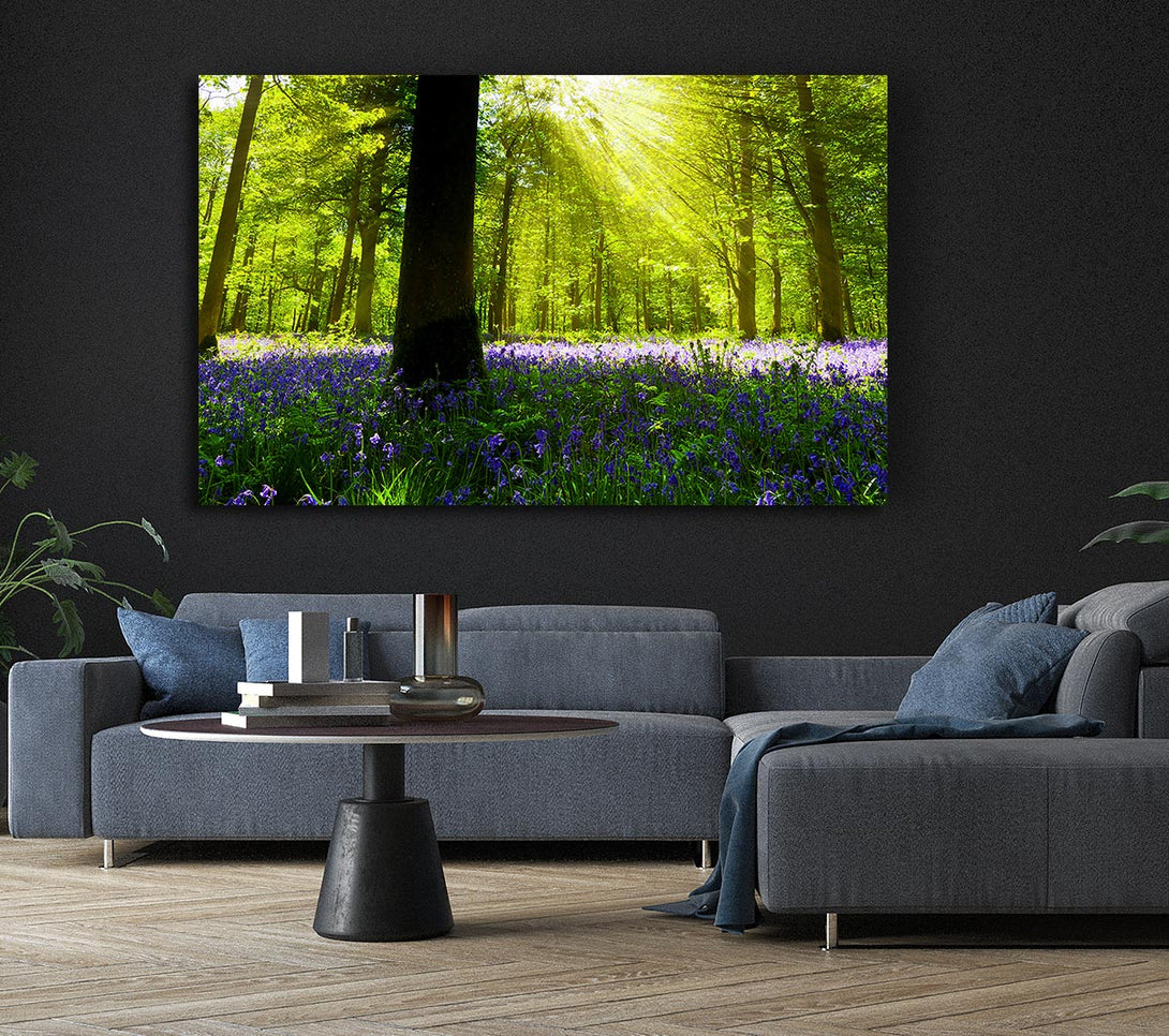 Picture of Bluebell Sun Blaze Canvas Print Wall Art