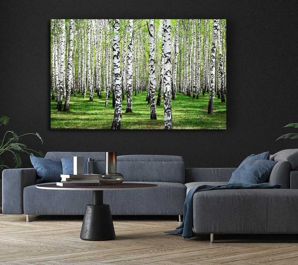 Picture of Silver Birch Beauty Canvas Print Wall Art
