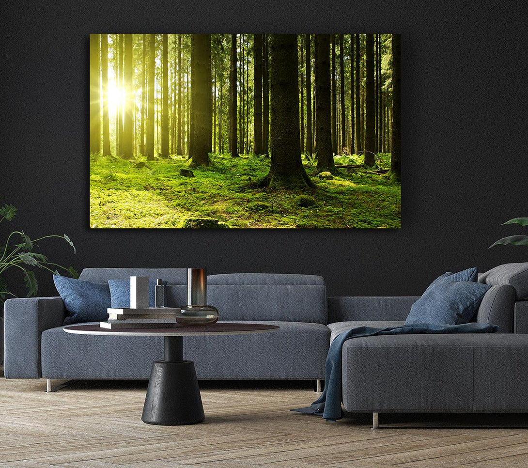Picture of Green Sun Beam Canvas Print Wall Art