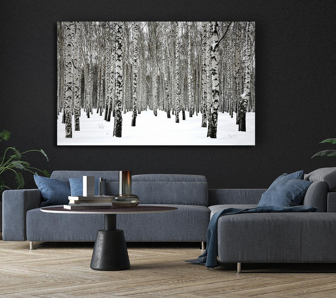 Picture of Silver Birch Trees In The Snow Canvas Print Wall Art