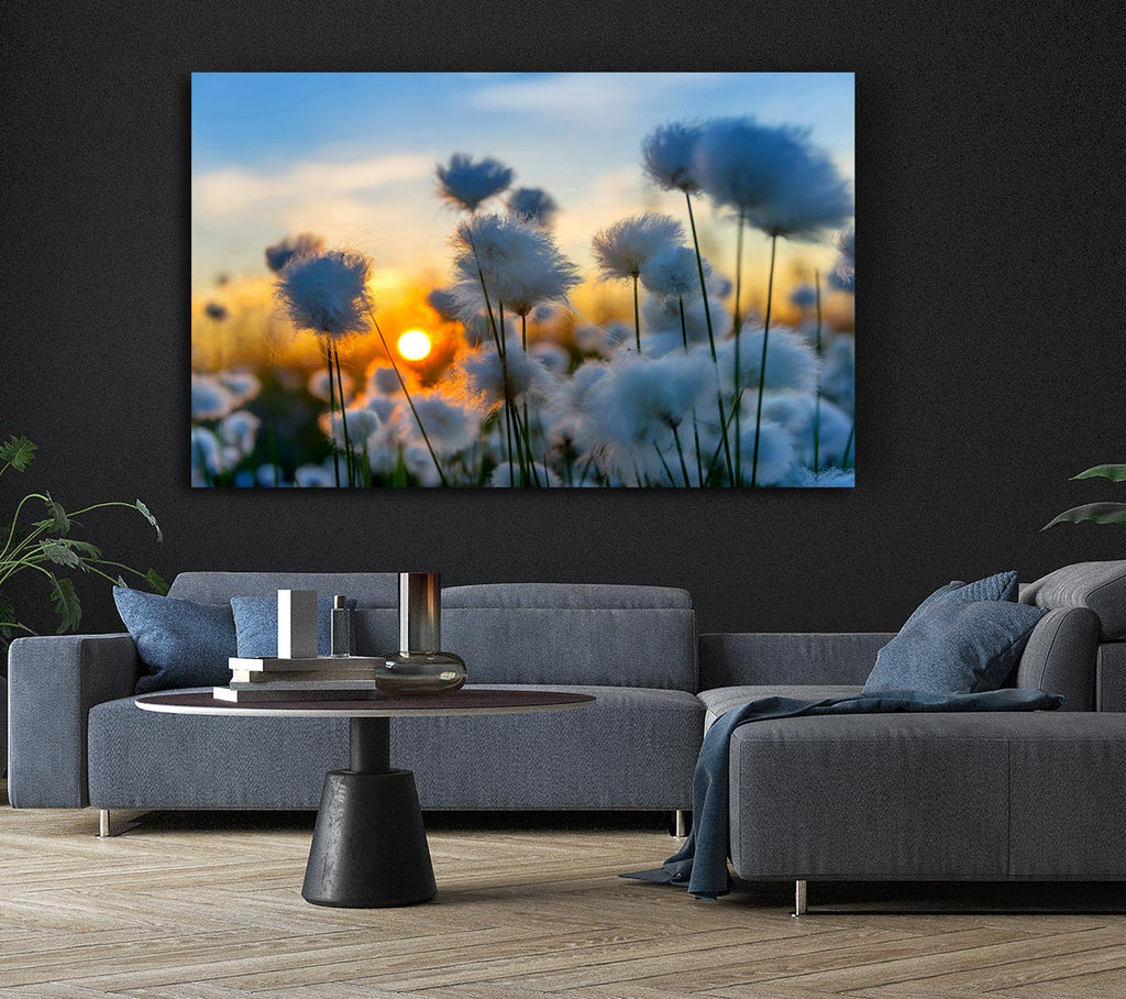 Picture of Cottonbuds In The Sunset Canvas Print Wall Art