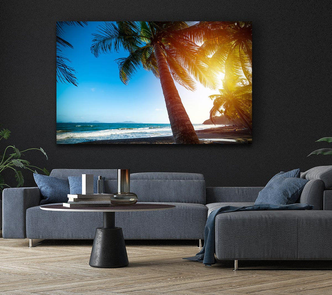  A Canvas Print of Palm tree close up on beach Canvas Wall Art