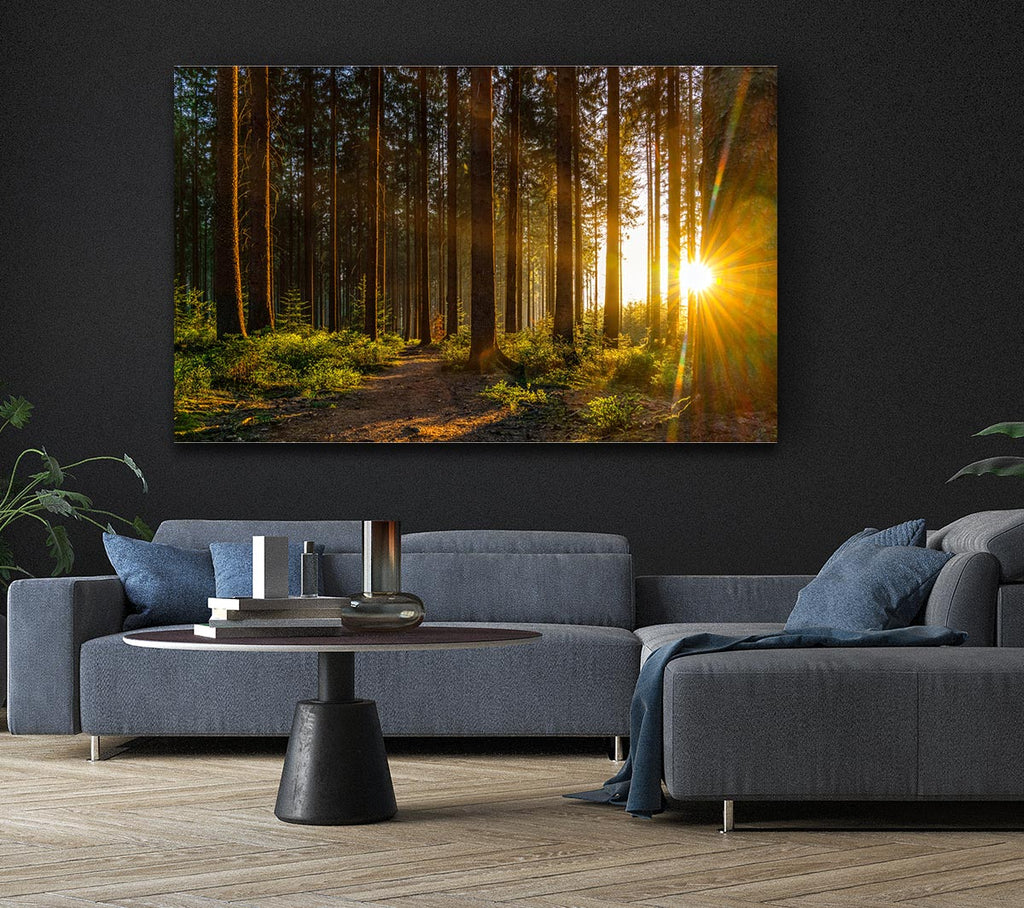 Picture of Sunrays forest spectrum Canvas Print Wall Art