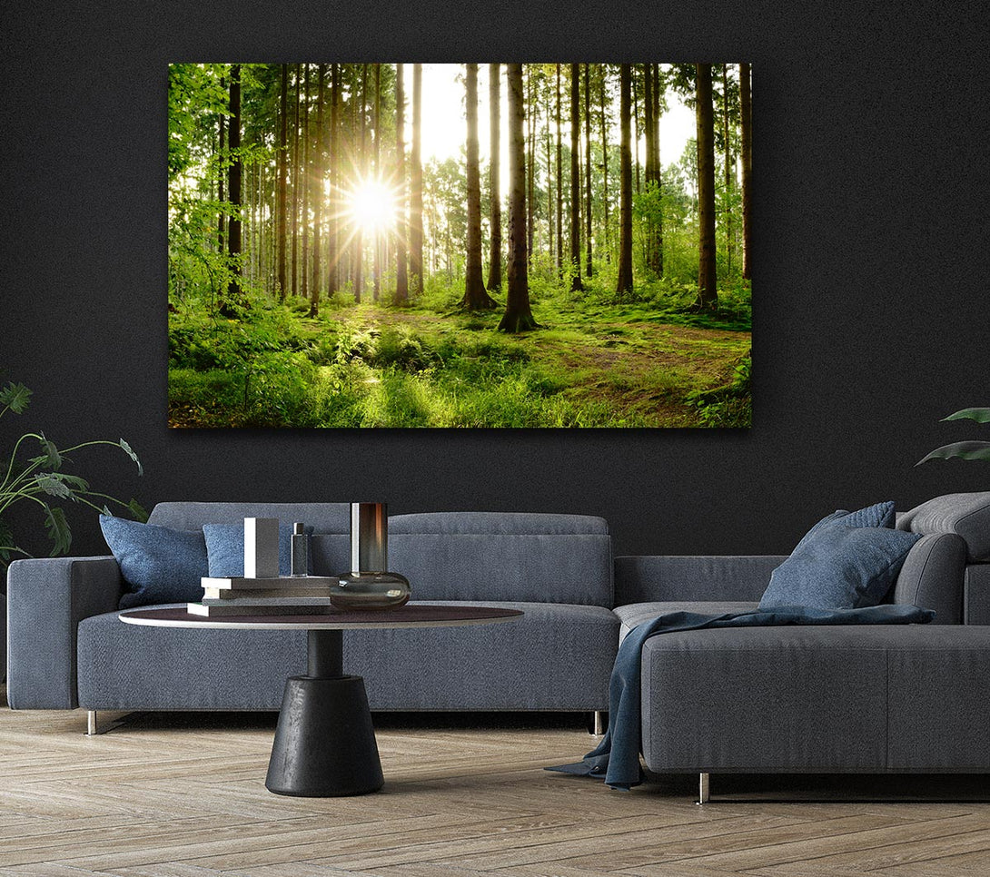 Picture of Sunshine in the green woodlands Canvas Print Wall Art