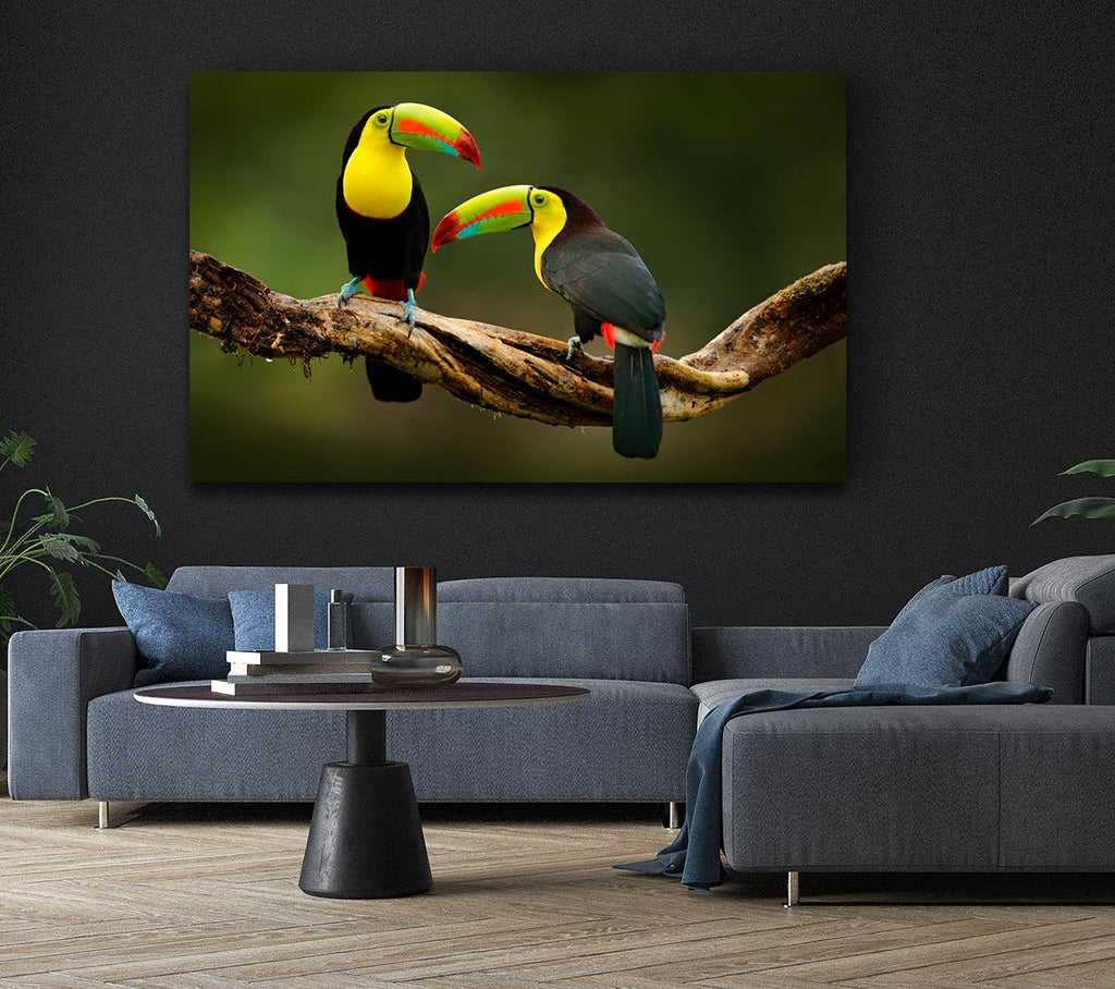 Picture of Two Toucans on branch Canvas Print Wall Art