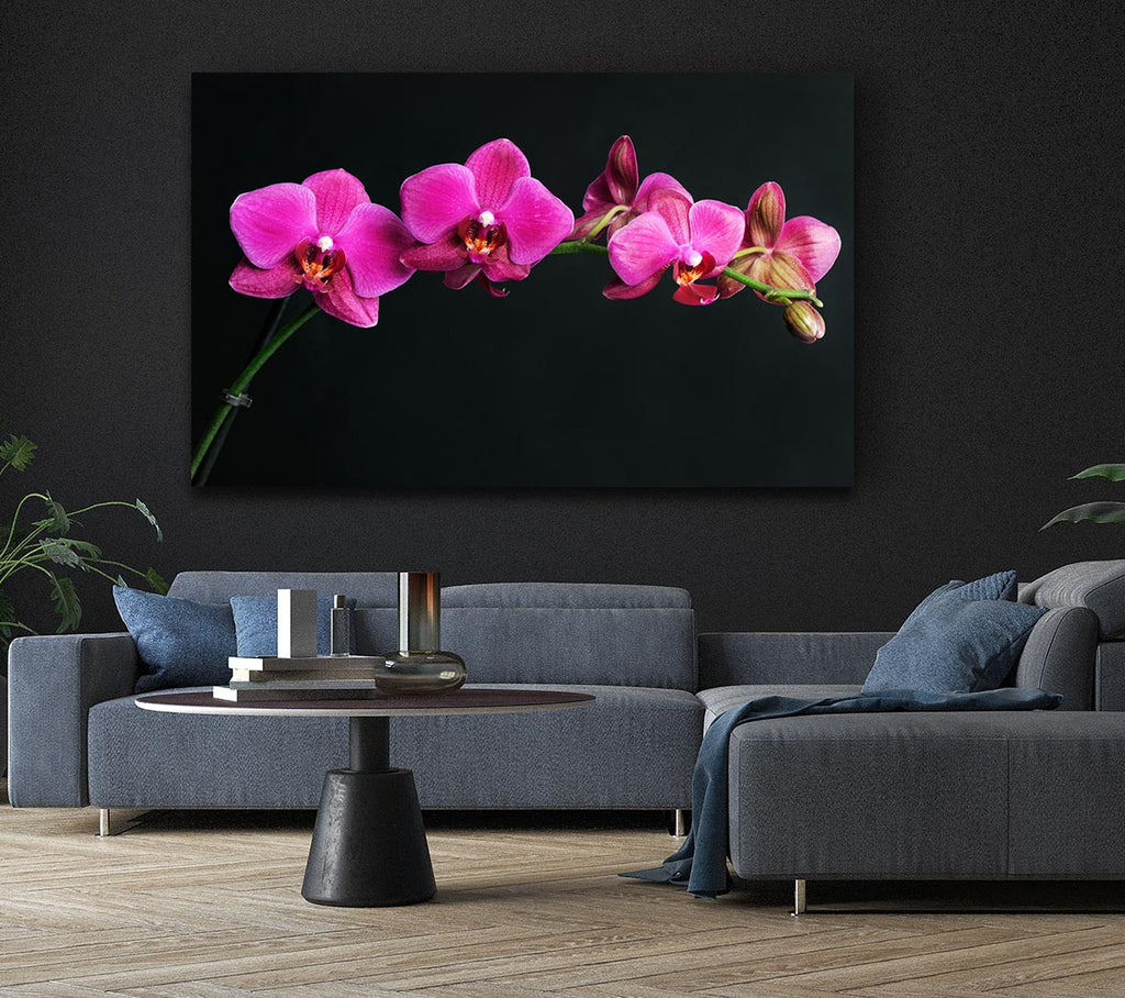 Picture of Pink Orchids Curve Canvas Print Wall Art