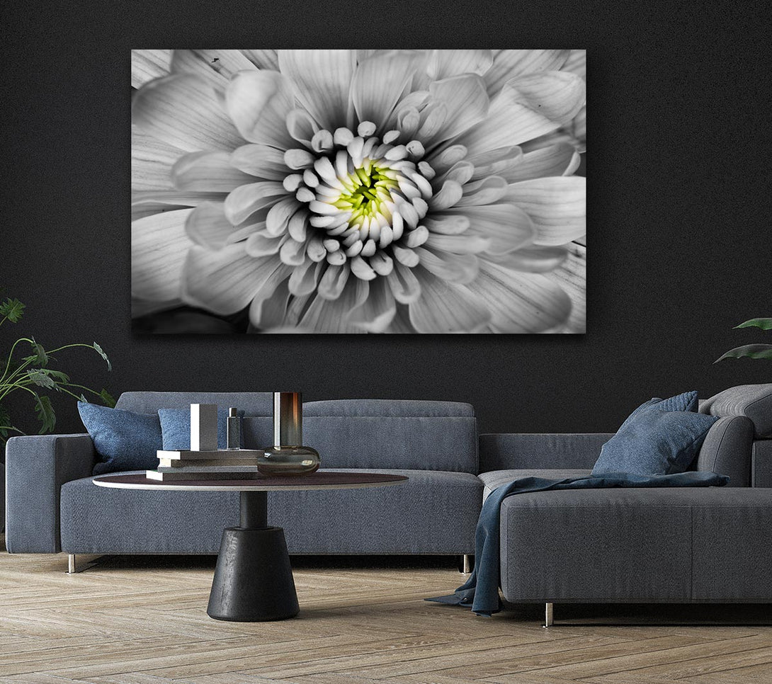 Picture of Close up flower in black and white Canvas Print Wall Art