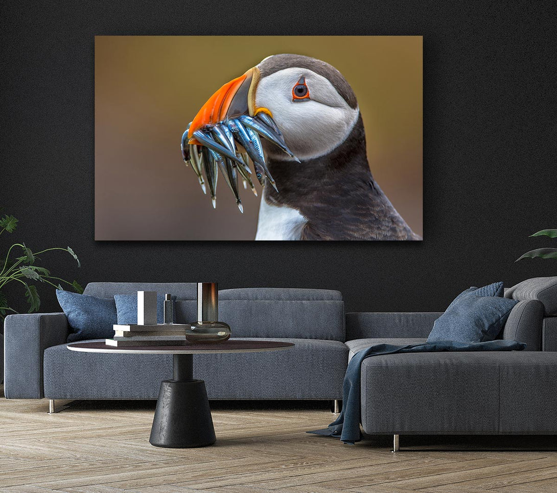  A Canvas Print of Puffin with a mouthall of fish Canvas Art