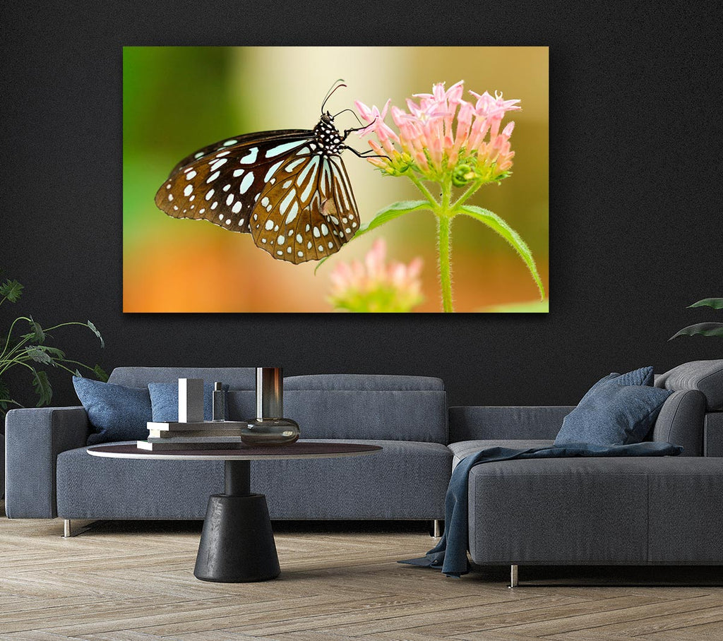 Picture of Butterfly feeding time Canvas Print Wall Art