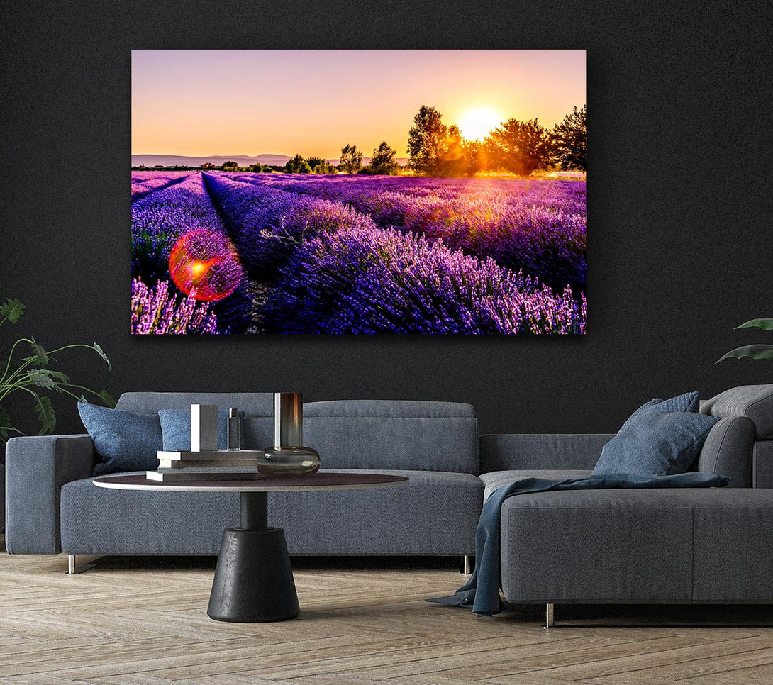 Picture of Sunflare over the lavender Canvas Print Wall Art