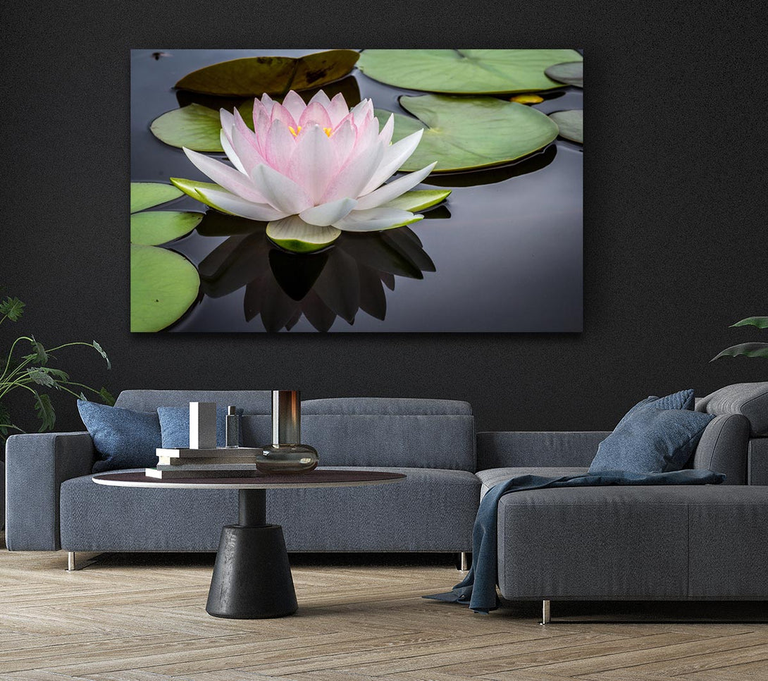  A Canvas Print of Pond plant floating on the lake Canvas Art