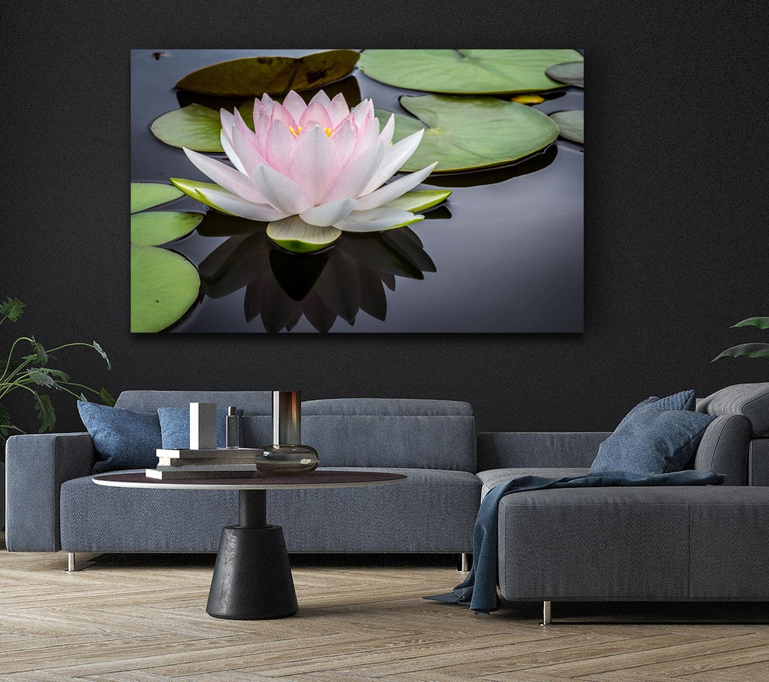 Picture of Pond plant floating on the lake Canvas Print Wall Art