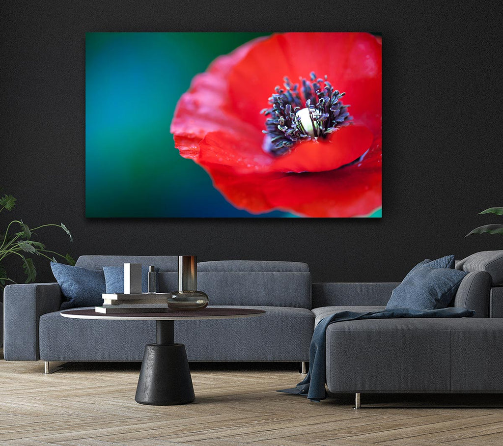 Picture of close look inside a poppy Canvas Print Wall Art