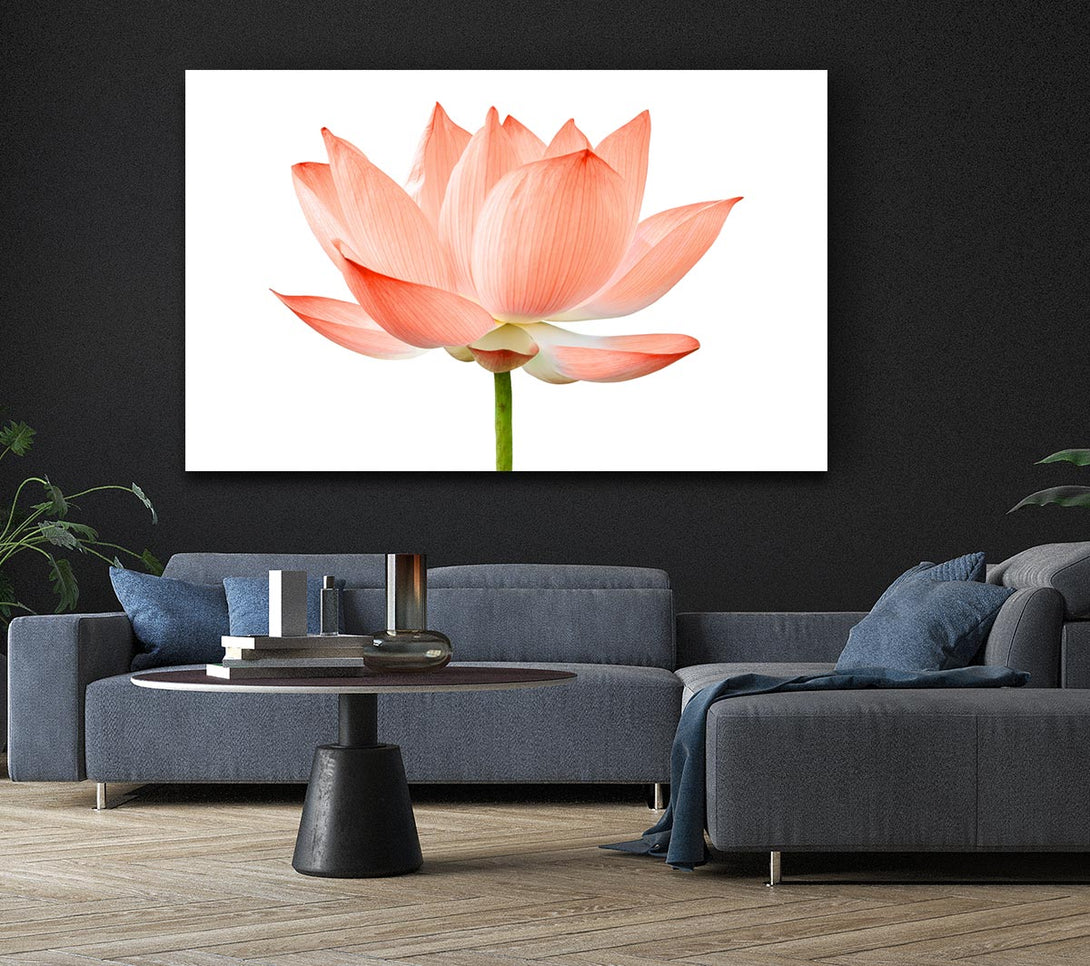 Picture of The Peach Flower Beauty Canvas Print Wall Art