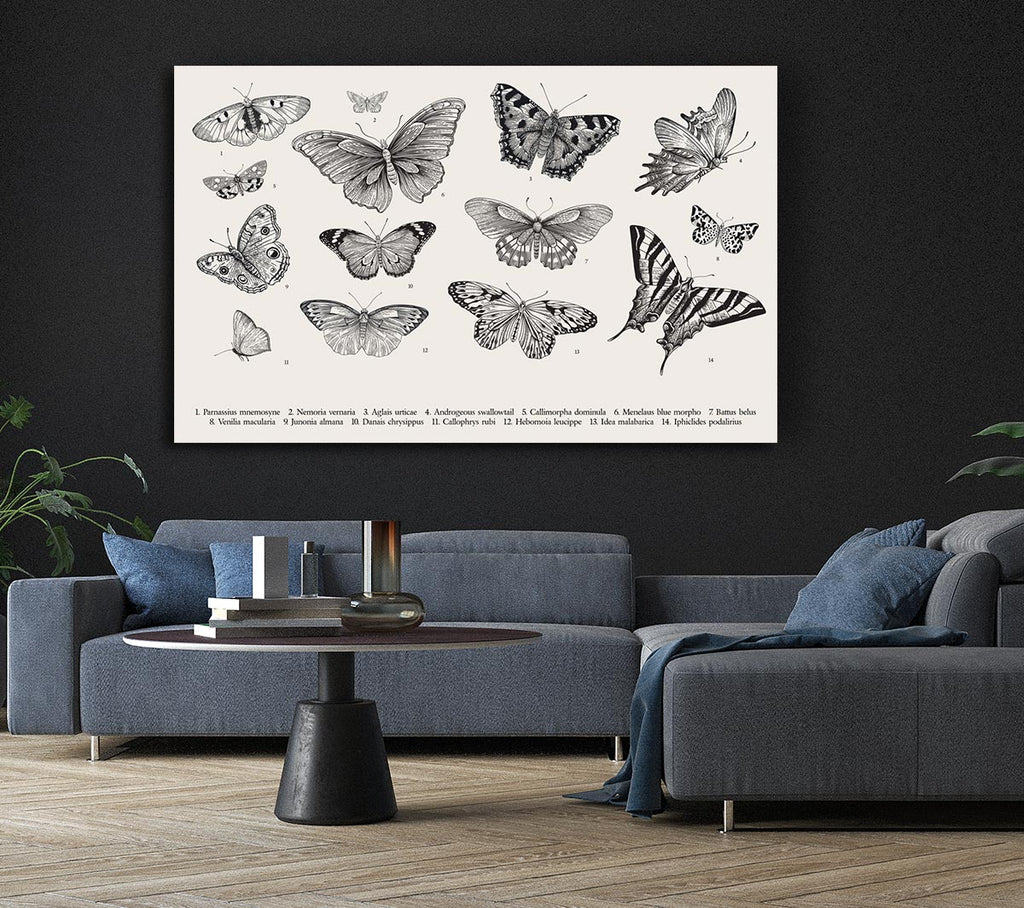 Picture of British Butterflies Canvas Print Wall Art