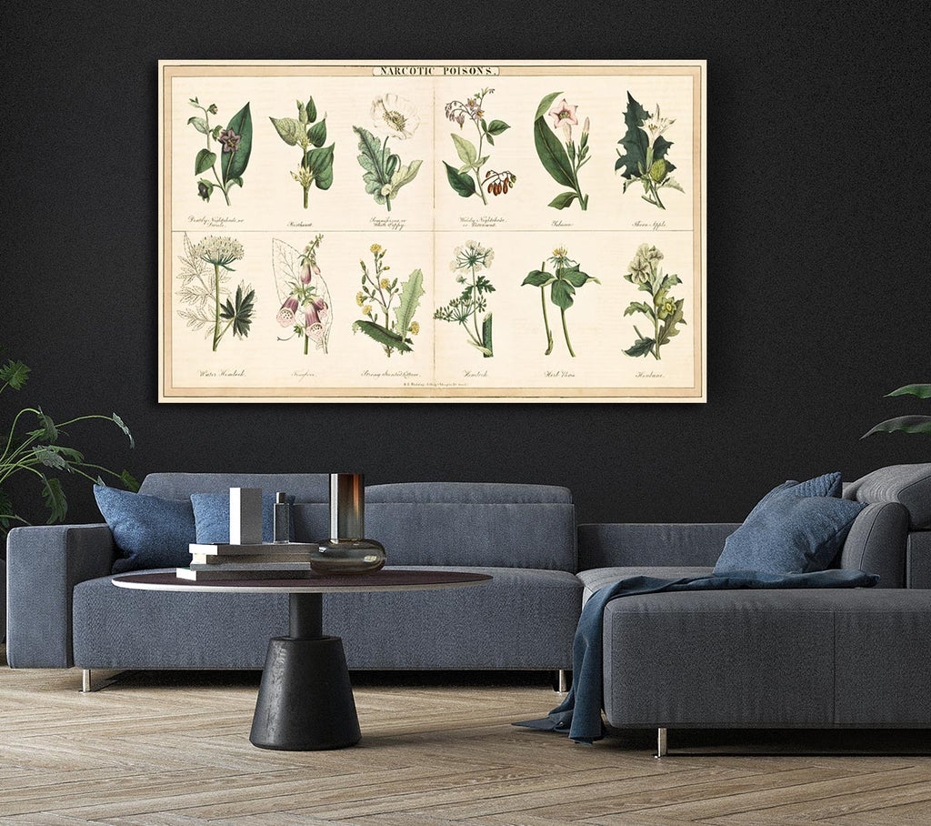 Picture of Flower Illustrations Canvas Print Wall Art