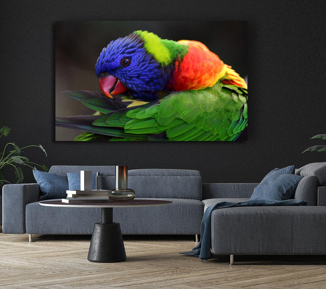  A Canvas Print of Colourful Parrot Feather Peck Canvas Art