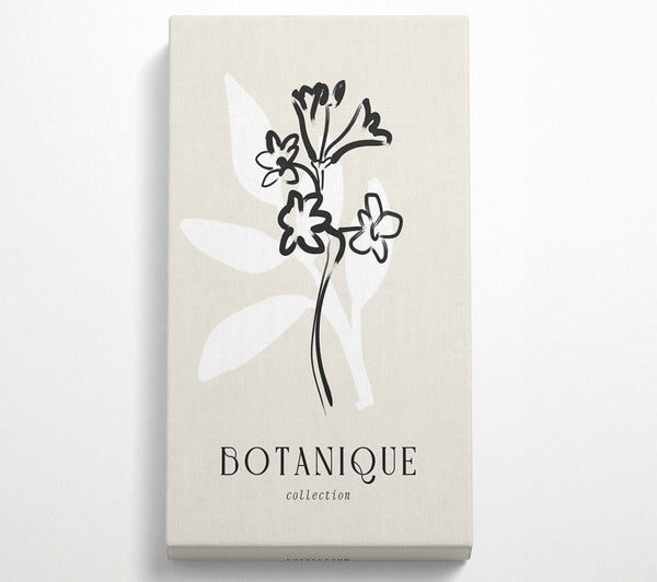 Botanische Pflanzenlinien