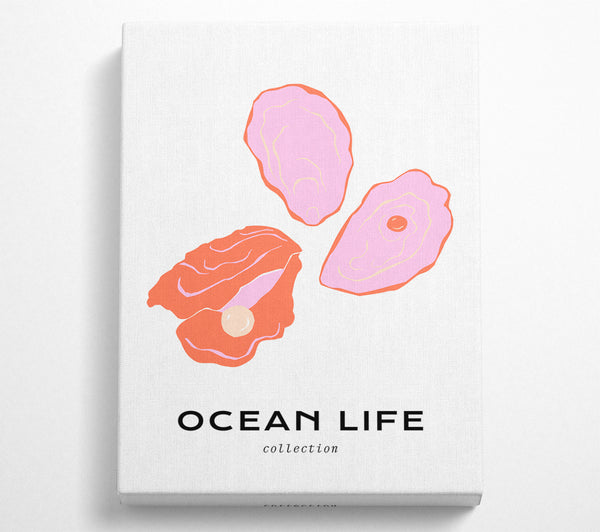  A Canvas Print of Stunning Ocean Shell Canvas Print