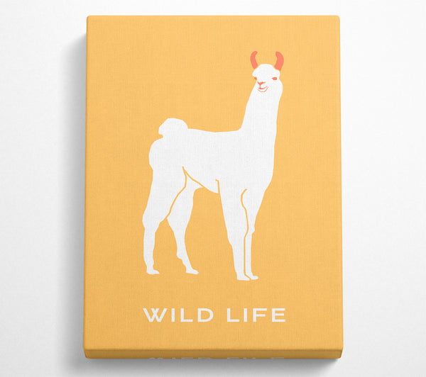  A Canvas Print of Alpaca Stance Canvas Art