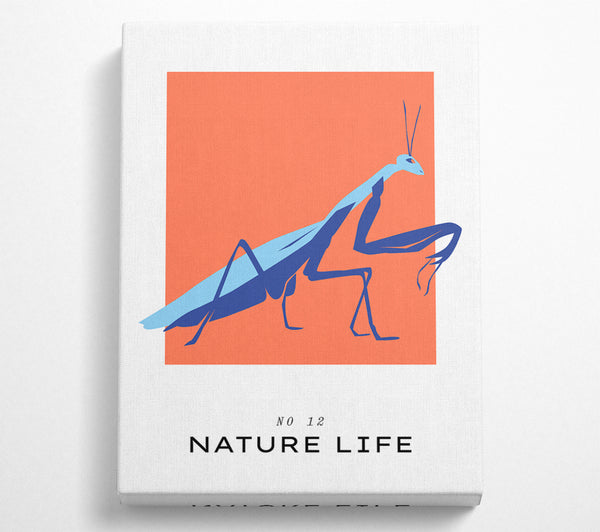  A Canvas Print of Praying Mantis Crawling Canvas Print