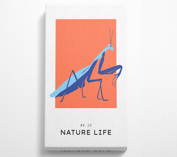 Praying Mantis Crawling